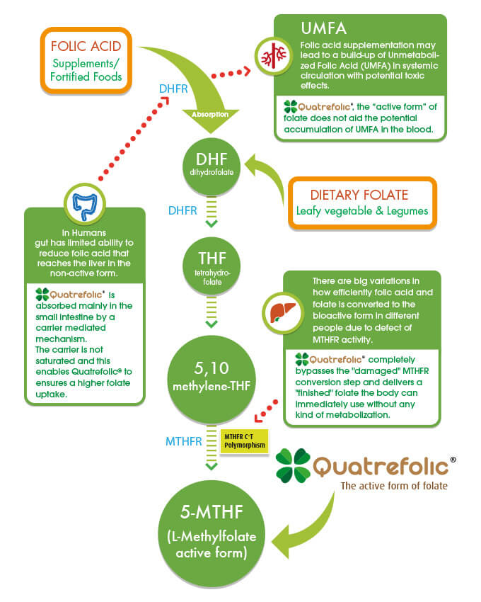 folate_metabolic_pathway_chart