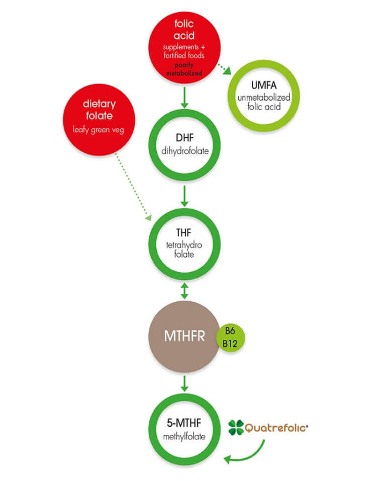 quatrefolic-versus-folic acid