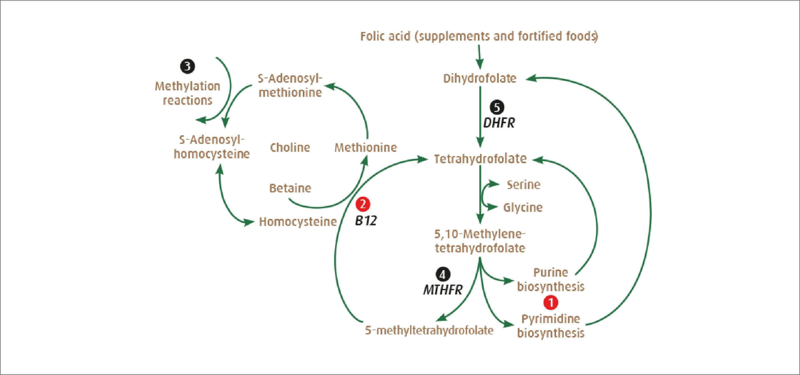 Quatrefolic-mechanisms-action