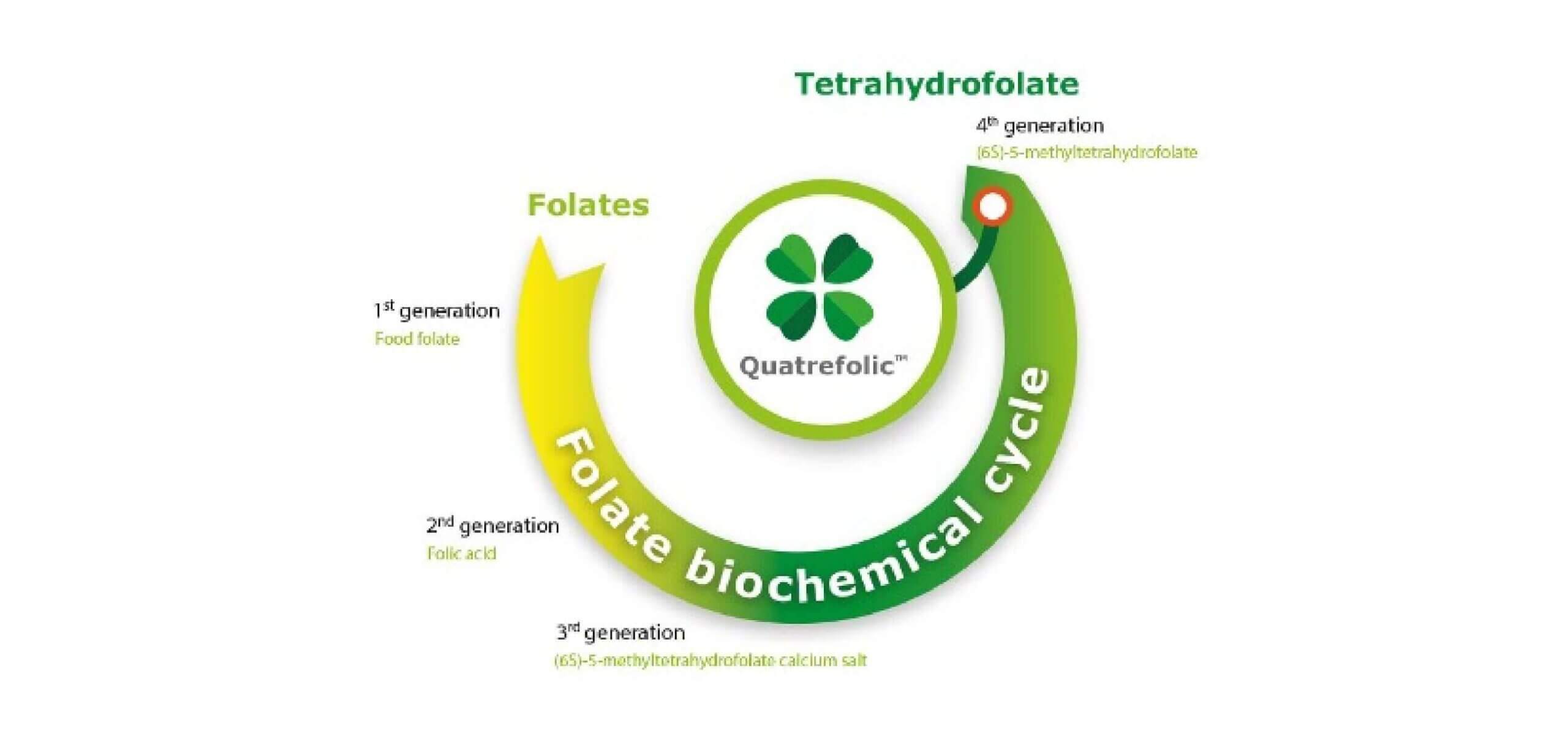 Folate-biochemical-cycle-quatrefolic