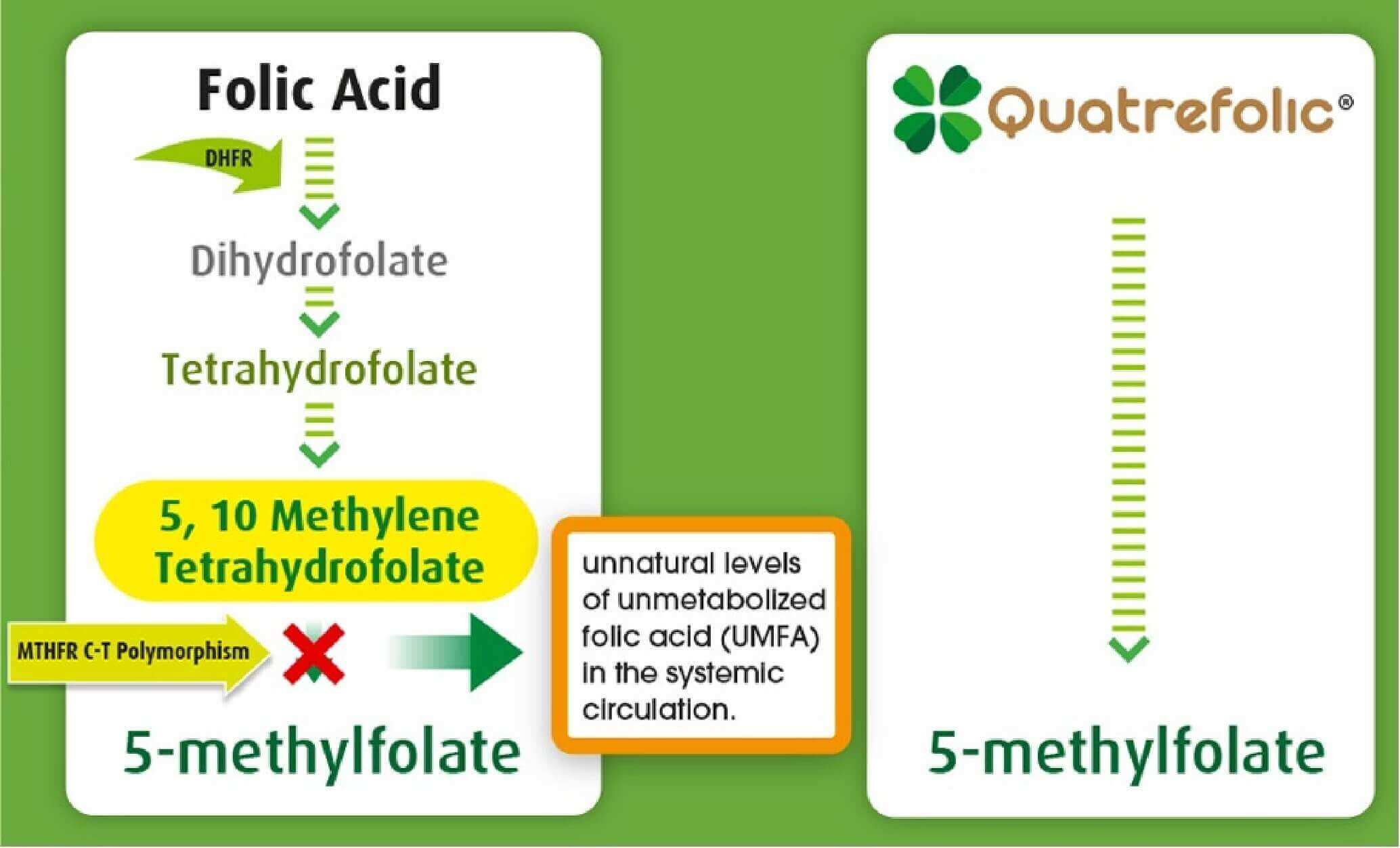 quatrefolic-folic-acid-MTHFR-conversion