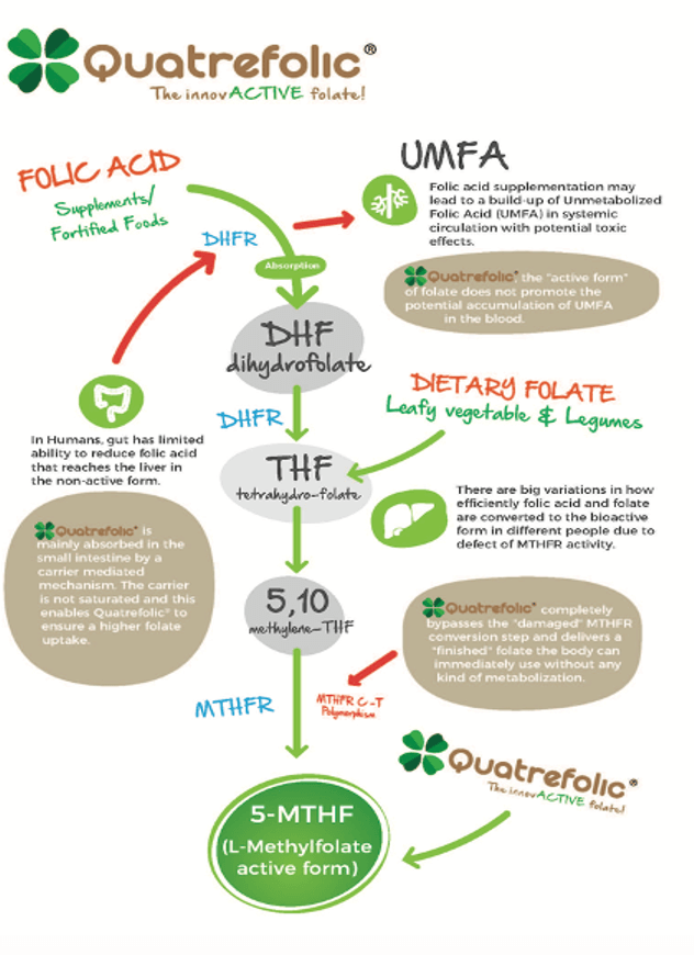 quatrefolic-dietary-folate