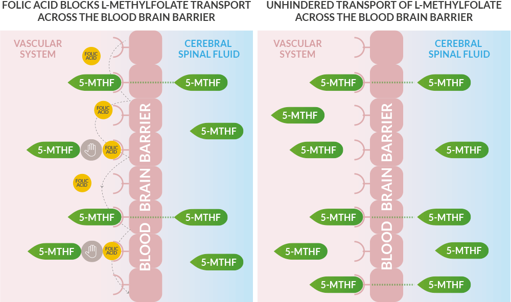 Quatrefolic® at the brain level: 5-MTHF vs Folic Acid